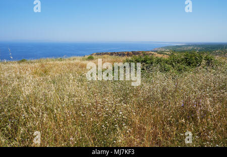 Die gelbe Getreide Gras auf der hohen Küste von Kap Espichel in Sesimbra, Portugal Stockfoto