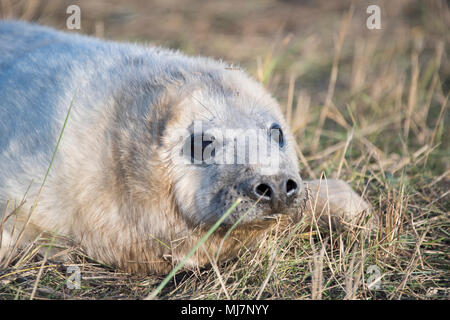 Donna Nook, Lincolnshire, Großbritannien - 16.November: Eine nette flauschige Neugeborene Kegelrobbe pup liegt im Gras am 16 Nov 2016 Donna Nook Seal Sanctuary Stockfoto