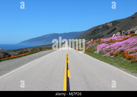 California, United States - Pacific Coast Highway Scenic Drive. Cabrillo Highway mit Blumen (Orange, California poppy). Stockfoto