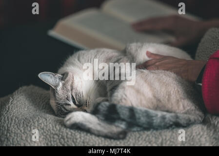 Frau liest Buch kuscheln Katze liegt auf der Seite. Selektiver Fokus auf Cat, aus der Nähe. Getönten Bild. Stockfoto