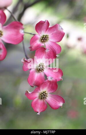 Rosa Blüten von Cornus Florida rubra forma Stockfoto