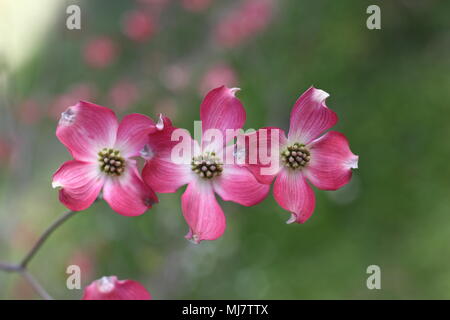 Rosa Blüten von Cornus Florida rubra forma Stockfoto