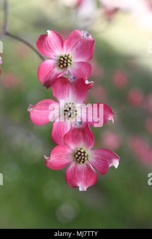 Rosa Blüten von Cornus Florida rubra forma Stockfoto