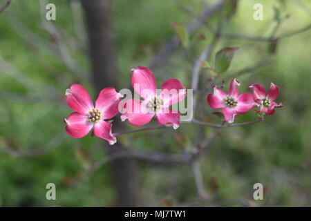 Rosa Blüten von Cornus Florida rubra forma Stockfoto