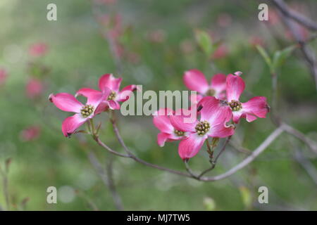 Rosa Blüten von Cornus Florida rubra forma Stockfoto