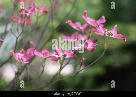 Rosa Blüten von Cornus Florida rubra forma Stockfoto