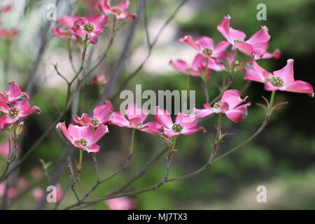 Rosa Blüten von Cornus Florida rubra forma Stockfoto