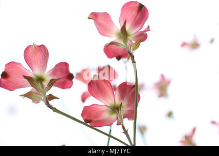 Rosa Blüten von Cornus Florida rubra forma Stockfoto