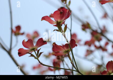 Rosa Blüten von Cornus Florida rubra forma Stockfoto