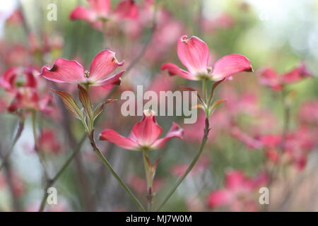 Rosa Blüten von Cornus Florida rubra forma Stockfoto