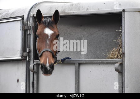 Freche Pferdehaltung ein Auge auf jeder von seinem für Williams Trailer, Reiter Wettbewerb Reisen Stockfoto