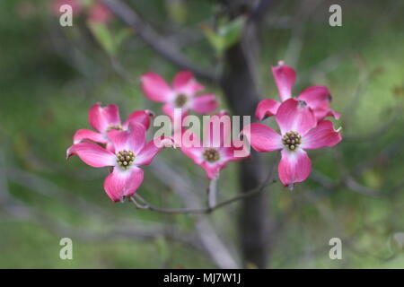 Rosa Blüten von Cornus Florida rubra forma Stockfoto
