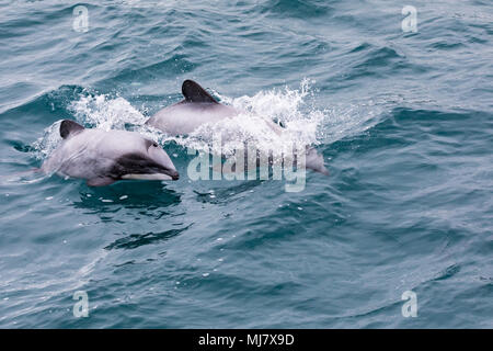 Hector's Dolphin (Cephalorhynchus hectori) Mutter und Kalb, der weltweit kleinsten und seltensten marine Dolphin, Akaroa Harbour, Neuseeland Stockfoto