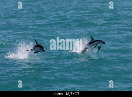 Zwei Dusky-delphinen (Lagenorhynchus Obscurus) springen aus dem Wasser in der Nähe von Kaikoura, Neuseeland. Diese Delfine sind für ihre Akrobatik bekannt. Stockfoto