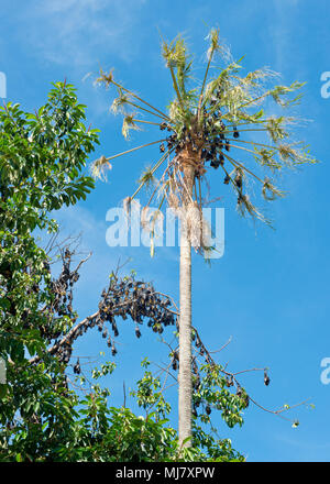 Spectacled Flughunde Nester in den Bäumen im Zentrum von Cairns. North Queensland, Australien Stockfoto