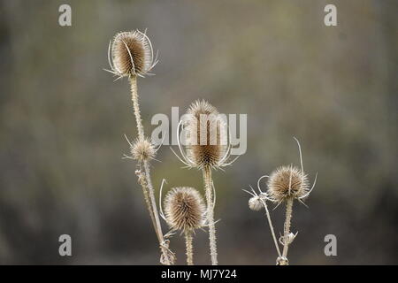 Karde Köpfe in einem Naturschutzgebiet, Cotswolds, Herbst. Stockfoto