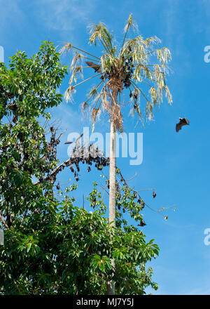 Spectacled Flughunde Nester in den Bäumen im Zentrum von Cairns. North Queensland, Australien Stockfoto