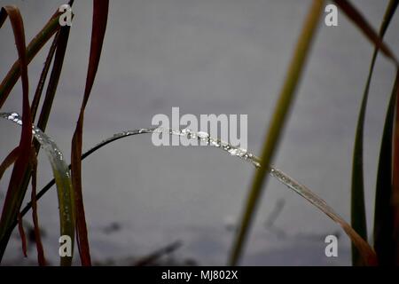 Schilf sammeln Wasser auf einem nassen Herbst Tag an Beckfrod Nature Reserve, Cotswolds. Stockfoto