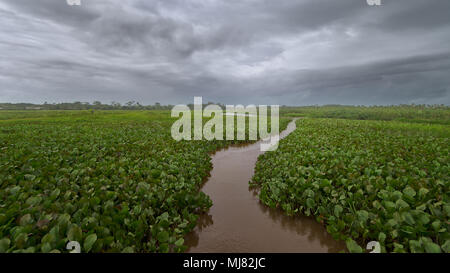 Venezuela, Fluss Orinoco, 2014 Stockfoto