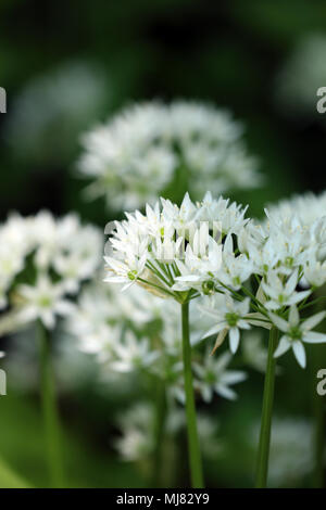 Blühende Bärlauch Stockfoto