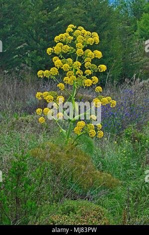 Nahaufnahme von Ferula communis Riese Fenchel wächst wild in der Landschaft Zyperns Stockfoto