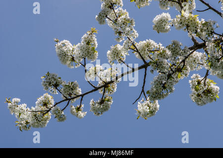 Dünnen Zweig der weißen Kirschblüten auf den blauen Himmel und weiß-rosa Blüten mit Apple honey bee Stockfoto