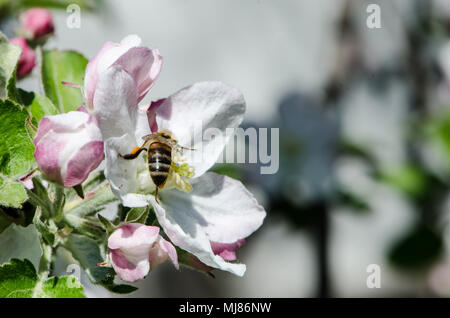 Dünnen Zweig der weißen Kirschblüten auf den blauen Himmel und weiß-rosa Blüten mit Apple honey bee Stockfoto