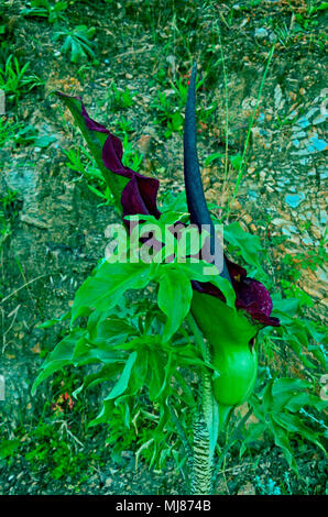 Nahaufnahme von Dracunculus vulgaris wächst wild in der Landschaft Zyperns Stockfoto