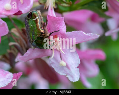 Cetonia aurata auf weigela Blume. Stockfoto