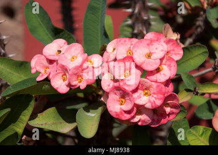 Phnom Phen Kambodscha, Euphorbia millii Zweig mit Blüten, Blätter und Dornen Stockfoto