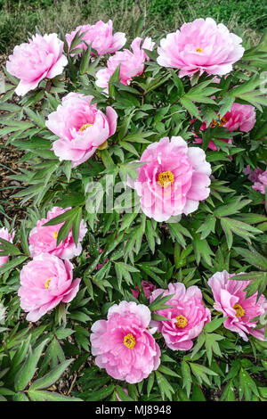 Paeonia suffruticosa 'Yachiyo tsubaki" - Rosa Baum Päonien, Pfingstrosen Stockfoto