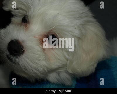 Hund, Vogel, Lächeln, Sinn des Lebens, wahre Liebe, Frieden, ntistress, Flügel, Shell Stockfoto