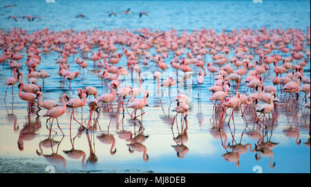 Reflexion der große Herde von rosa Flamingos in einem See. Stockfoto