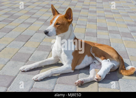 Cute basenji Hund mit gebrochenen bandagierten Hinterpfoten liegen auf einem Bürgersteig an einem sonnigen Tag Stockfoto