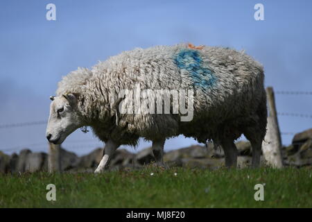 Schafe Stockfoto
