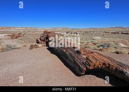 Versteinerte Baumstämme in Petrified Forest National Park, USA Stockfoto