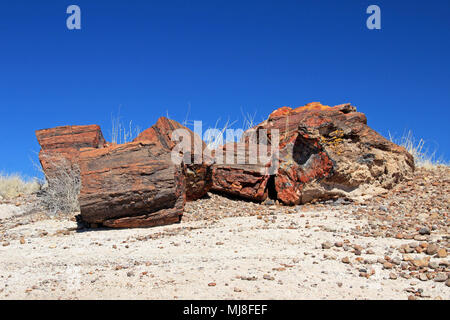 Versteinerte Baumstämme in Petrified Forest National Park, USA Stockfoto