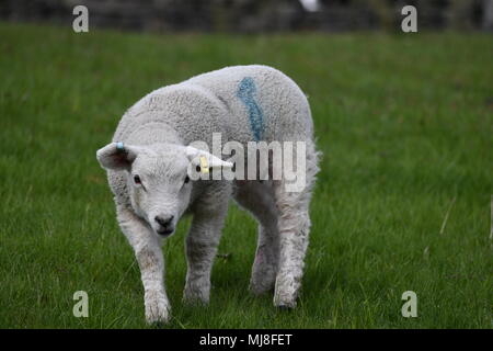 Lamm Stockfoto