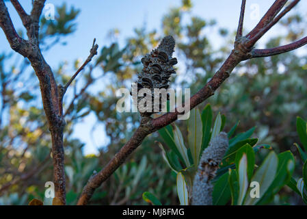 Banksia Banksia integrifolia bekannt als Küste ist ein Eingeborener australischer Baum, in Parks und in der Nähe der Strände an der Ostküste von Australien. Stockfoto