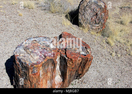 Versteinerte Baumstämme in Petrified Forest National Park, USA Stockfoto