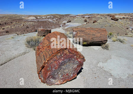 Versteinerte Baumstämme in Petrified Forest National Park, USA Stockfoto