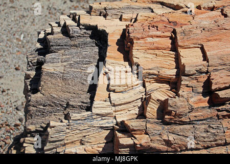 Versteinerter Baumstamm in Petrified Forest National Park, USA Stockfoto