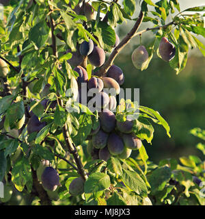 plum tree branch Stockfoto