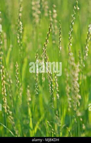 Grüne Gras Feld Detail Stockfoto