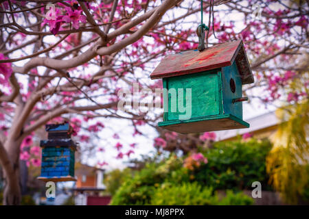 Ein grünes Vogelhaus sitzen in den Bäumen auf einer Straße in Coronado, CA. Stockfoto