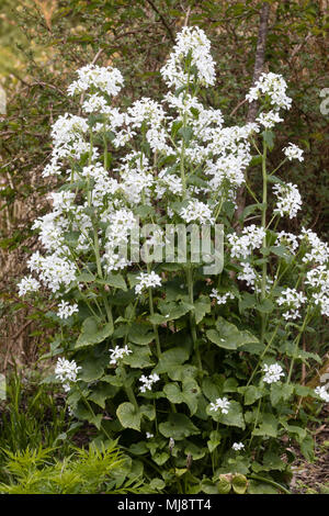 Biennale, Frühjahr blühenden weißen Ehrlichkeit, Lunaria annua Var albiflora, blühende in Devon Garten Stockfoto