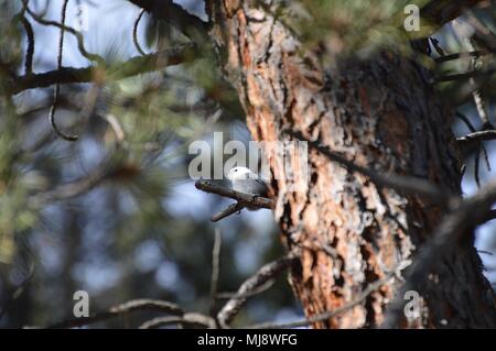 White-breasted Kleiber in Eldorado Canyon State Park, Colorado Stockfoto