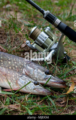 Süßwasser Hecht Fische kennen als Esox lucius und Angelrute mit Haspel liegend auf grünem Gras. Angeln Konzept, guter Fang - große Süßwasser Hecht f Stockfoto