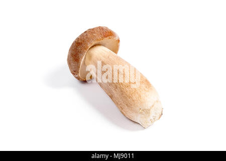 Im Herbst erstaunliche genießbare Pilz Boletus Edulis (king bolete) als Porcini-pilzen auf weißem Hintergrund bekannt geerntet. Stockfoto