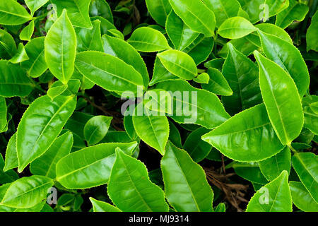 Grüne frische Blätter von oben ansehen. Plantage in Sri Lanka Stockfoto